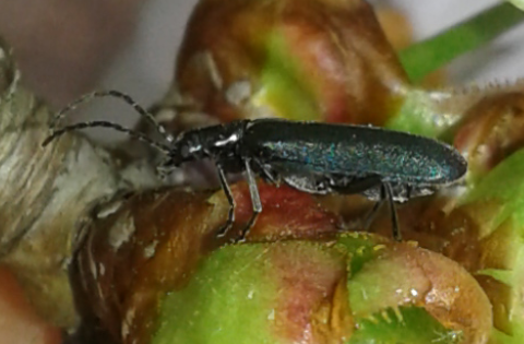 Ischnomera sp. (Oedemeridae)? Sì.